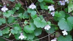 Cymbalaria muralis