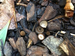 Cyathus striatus