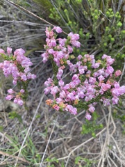 Erica propinqua