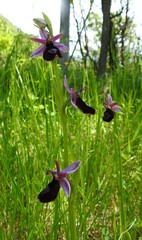 Ophrys bertolonii benacensis
