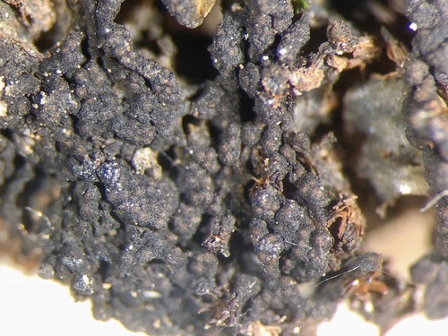 Lempholemma polyanthes image