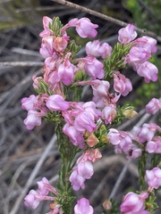 Erica propinqua