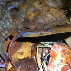 Plethodon websteri