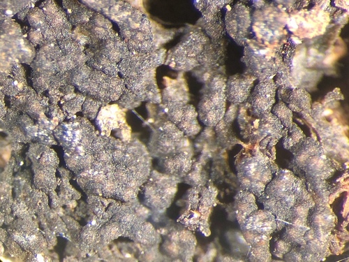 Lempholemma polyanthes image