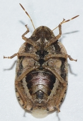 Sciocoris helferii