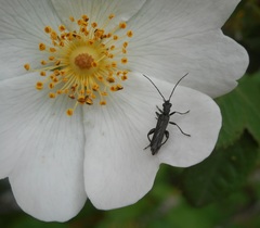 Oedemera atrata