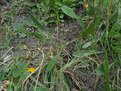 Scorpiurus muricatus