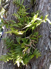 Asplenium scleroprium