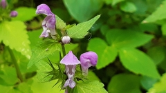 Lamium maculatum