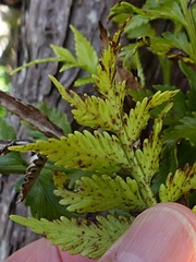 Asplenium scleroprium