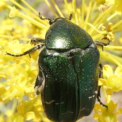 Cetonia carthami