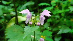 Lamium maculatum