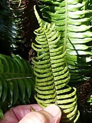 Blechnum durum