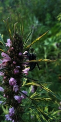 Thalestria spinosa