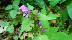 Lamium maculatum