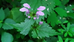 Lamium maculatum