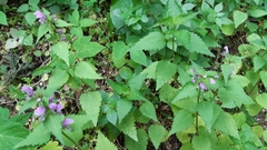 Lamium maculatum