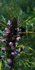 Thalestria spinosa