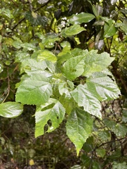 Acalypha glabrata