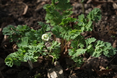 Callianthemum sajanense
