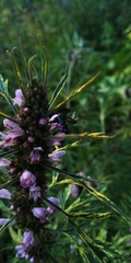 Thalestria spinosa