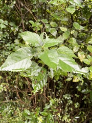 Acalypha glabrata