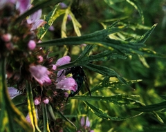 Thalestria spinosa
