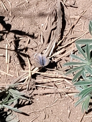 Cupido amyntula