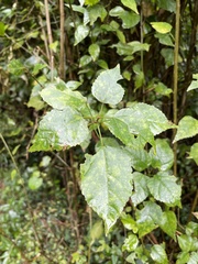 Acalypha glabrata
