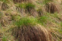 Schoenus ferrugineus