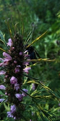 Thalestria spinosa