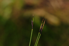 Schoenus ferrugineus
