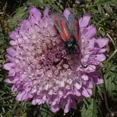Zygaena sarpedon
