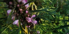 Thalestria spinosa