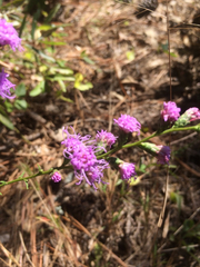 Liatris microcephala