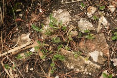 Coronilla vaginalis