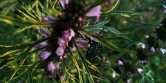 Thalestria spinosa