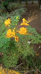 Caesalpinia pulcherrima flava