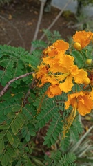 Caesalpinia pulcherrima flava