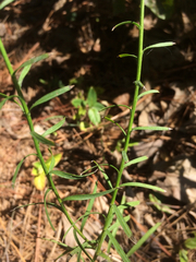 Liatris microcephala