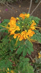 Caesalpinia pulcherrima flava