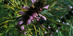 Thalestria spinosa