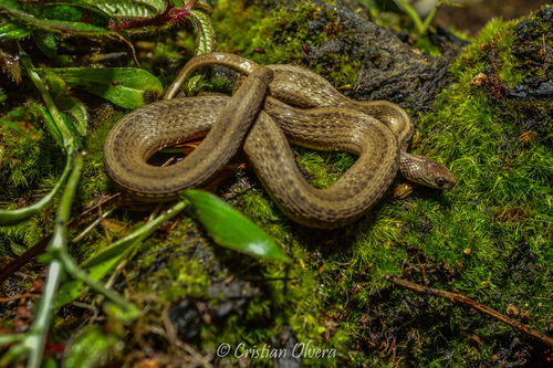 DeKay's Brownsnake, photo 2 of 7