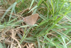 Electrostrymon endymion