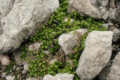Galium megalospermum