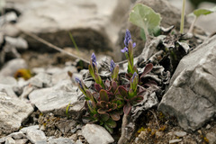 Polygala amara brachyptera