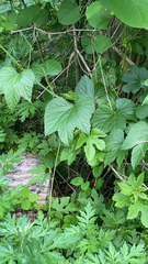 Humulus lupulus