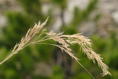 Calamagrostis varia