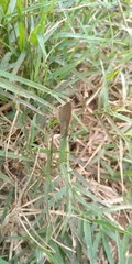 Electrostrymon endymion
