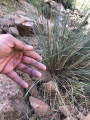 Hesperostipa comata